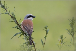 <p>ŤUHÝK OBECNÝ (Lanius collurio) /Red-backed shrike - Neuntöter/</p>